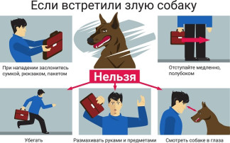 Беспризорные животные! Беспризорные животные!.