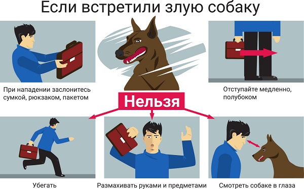 Беспризорные животные! Беспризорные животные!.